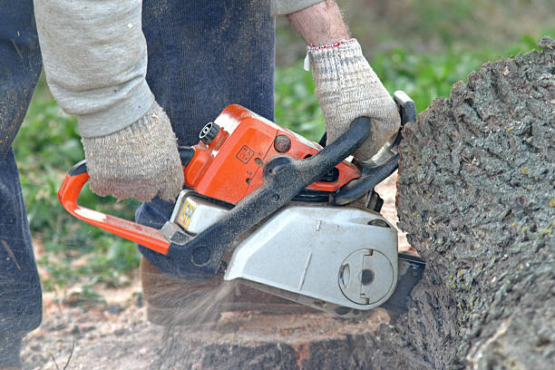 Best Tree Trimming and Pruning  in Mountainside, NJ